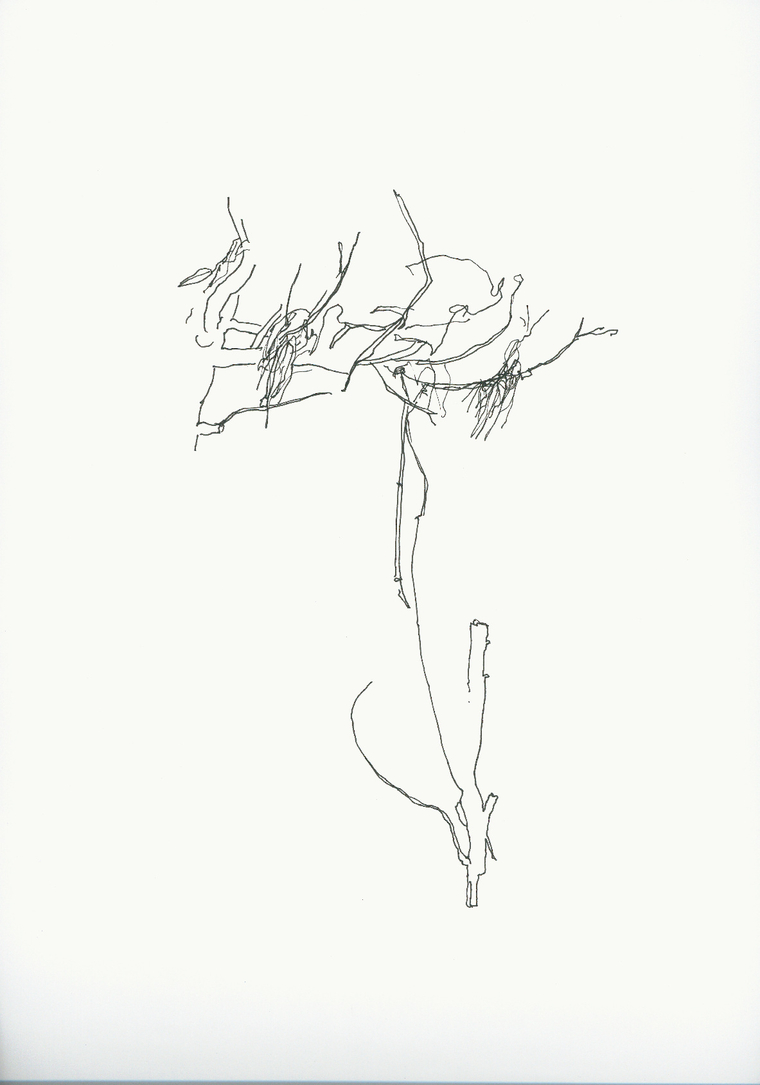 Abbildung : „ohne Titel (Baumstudie)“ Skizze, Tusche auf Papier, 50 x 50 cm