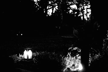 Grablichter in Dunkler Friedhofslandschaft